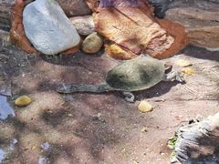 -费瑟代尔野生动物园