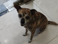 -佳雯宠物医院·皮肤科·内外科(春晓路分院)