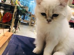 -momokira米努特·德文卷毛猫·棉花面纱犬