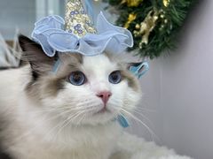 -爱洗澡的猫(望京店)