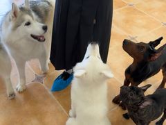 -Let's go狗咖·猫咖·奶狗·桌游(春熙路IFS店)