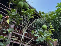 -西双版纳基诺山寨