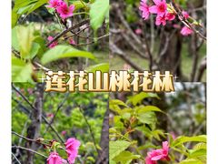 -莲花山公园