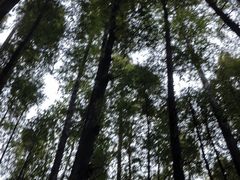 -山王坪喀斯特国家生态公园