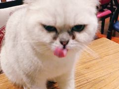 -猫小院猫主题咖啡厅(北锣店)