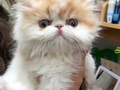 -Bastet sally猫舍购宠(静安店)