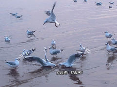 -老虎石海上公园