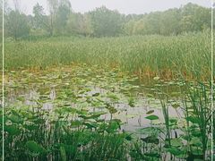 -东郊湿地公园
