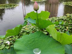 -陈家山荷花公园