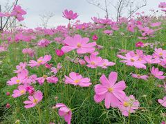 -花开海上生态园