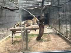 -深圳野生动物园
