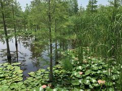-池杉湖湿地公园