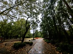 -上海共青森林公园