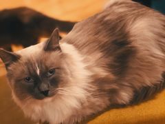 -Cappucimeow猫咪咖啡馆(韦伯时代店)