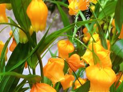 -双季花艺园艺市场(浦东店)
