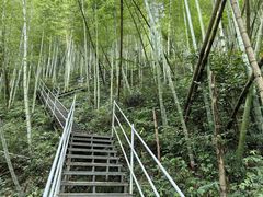 -宁波浙东大竹海景区