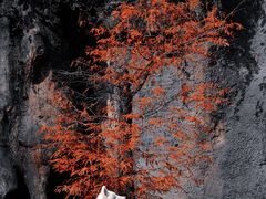 -杭州野生动物世界