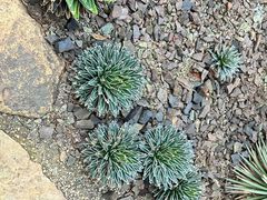 -昆明植物园