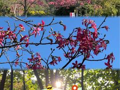 -中山市树木园
