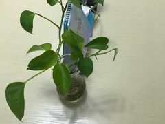 -希衣日语
