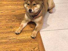 -柴务处·柴犬主题狗咖