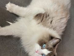 -喵屿·大理花园猫咖