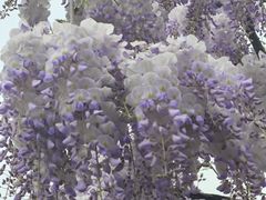 -嘉定紫藤园