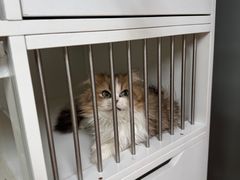 -十月米努特矮脚猫舍