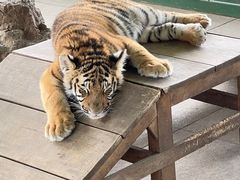 -秦皇岛野生动物园