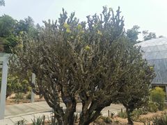 -深圳仙湖植物园