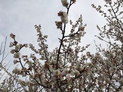 -香雪海