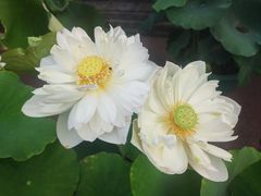 -莲花池公园