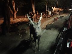 -清迈夜间动物园