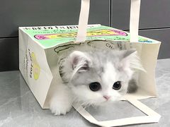 -Bastet sally猫舍购宠(静安店)