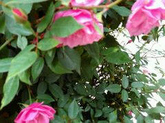 -人民公园(罗湖区)