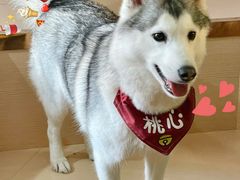 -Husky Go! 哈士奇体验馆·宠物咖啡厅狗咖