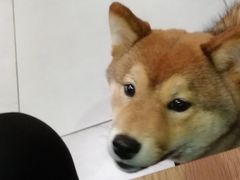 -柴务处·柴犬主题狗咖