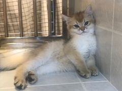 -1013 PET SHOP 宠物商店(近铁城市广场店)