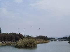-三垟湿地