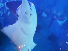 -烟台海昌鲸鲨海洋公园