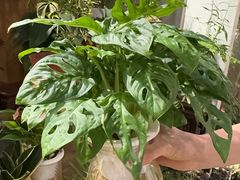 -双季花艺园艺市场(浦东店)