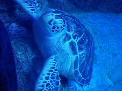 -芜湖新华联大白鲸海洋公园