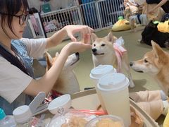 -逗柴咖啡屋·狗咖猫咖宠物桌游