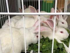 -冯记香辣兔火锅(茶店子总店)