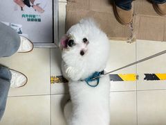 -宠福鑫康馨动物医院·骨科·眼科
