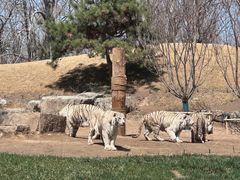 -北京野生动物园