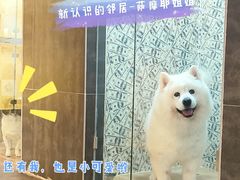 -宠物之家Pets Home 宠物寄养酒店