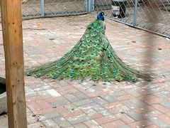 -长白岛森林公园