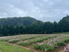-南沙蒲洲花园