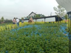 -紫颐香薰山谷景区